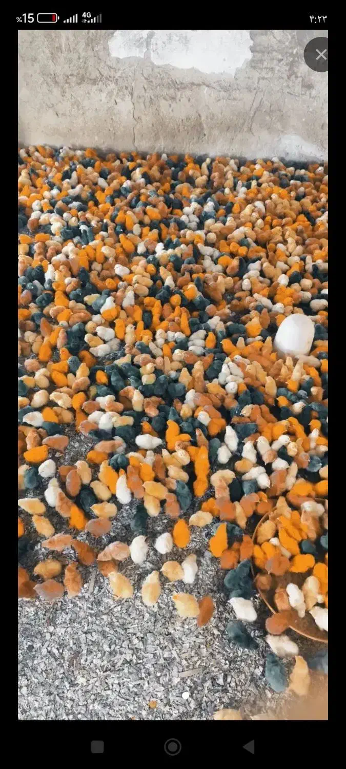 38000|ابزارآلات|صحنه, |دیوار