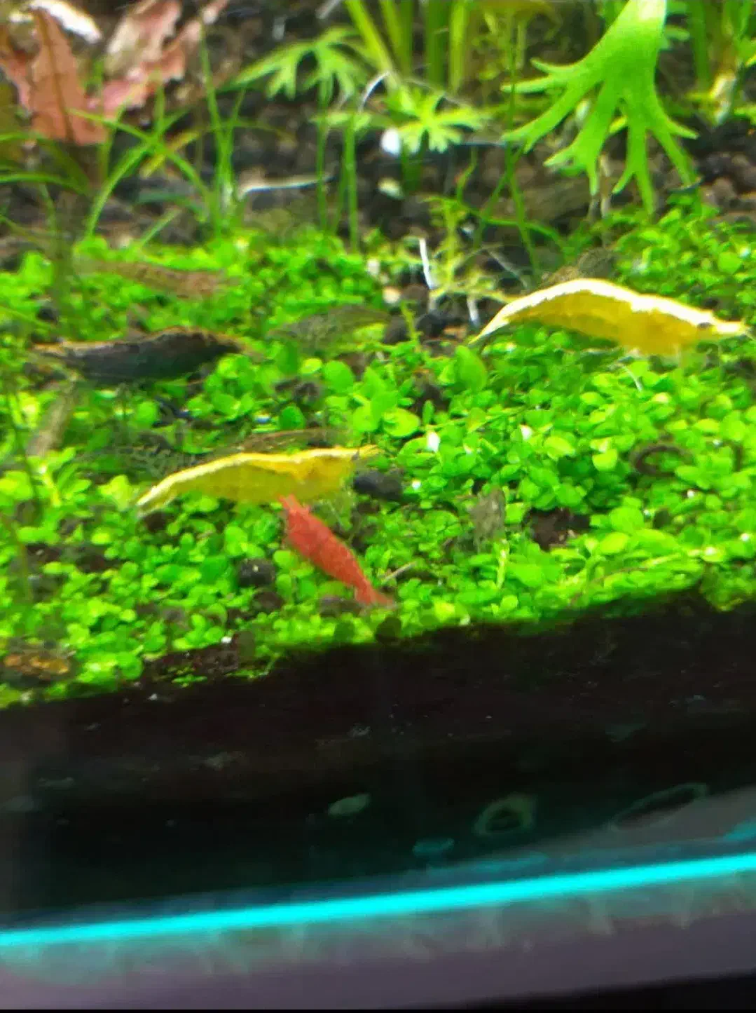 فروش میگو زینتی|ماهی|ملایر, |دیوار