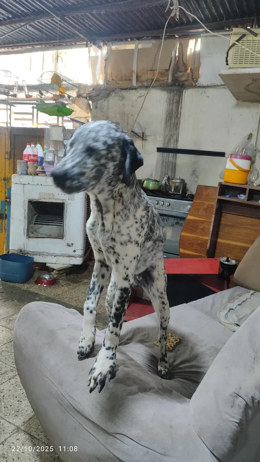 سگ صد و یک خالدار|سگ|بومهن, |دیوار