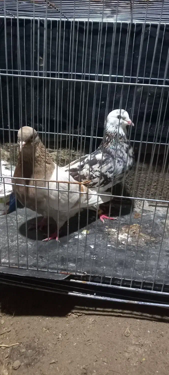 کبوتر|پرنده|میناب, |دیوار