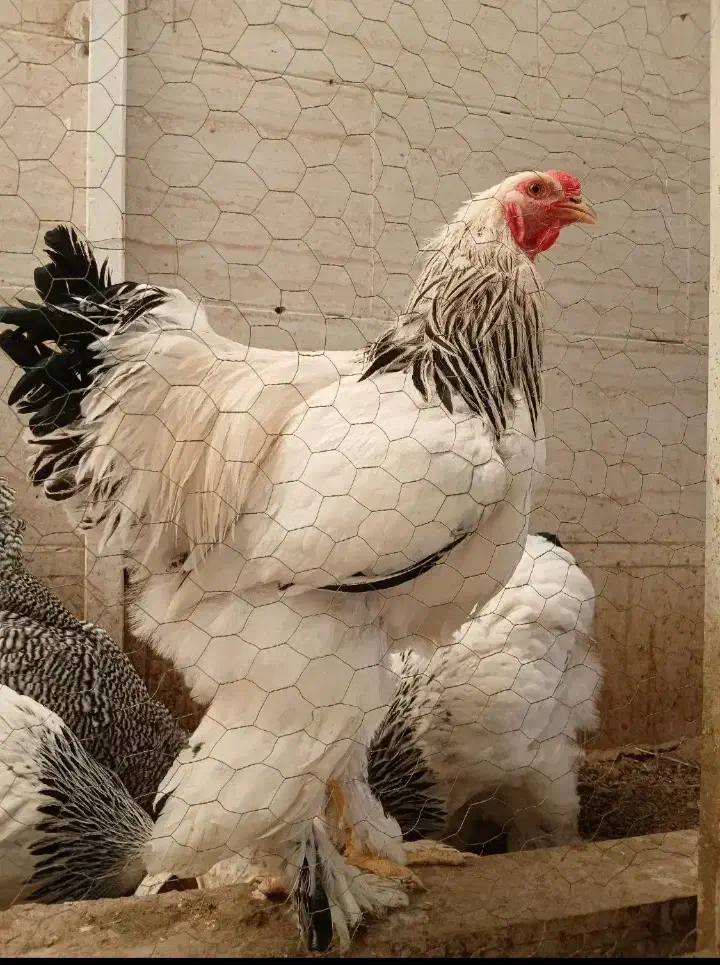 تخم مرغ نطفه دارزینتی|حیوانات مزرعه|شیراز, شیخ علی چوپان|دیوار