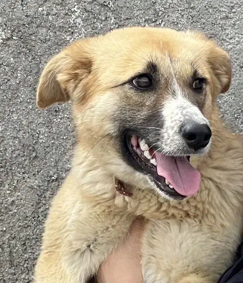 سگ گمشده|حیوانات|گلپایگان, |دیوار