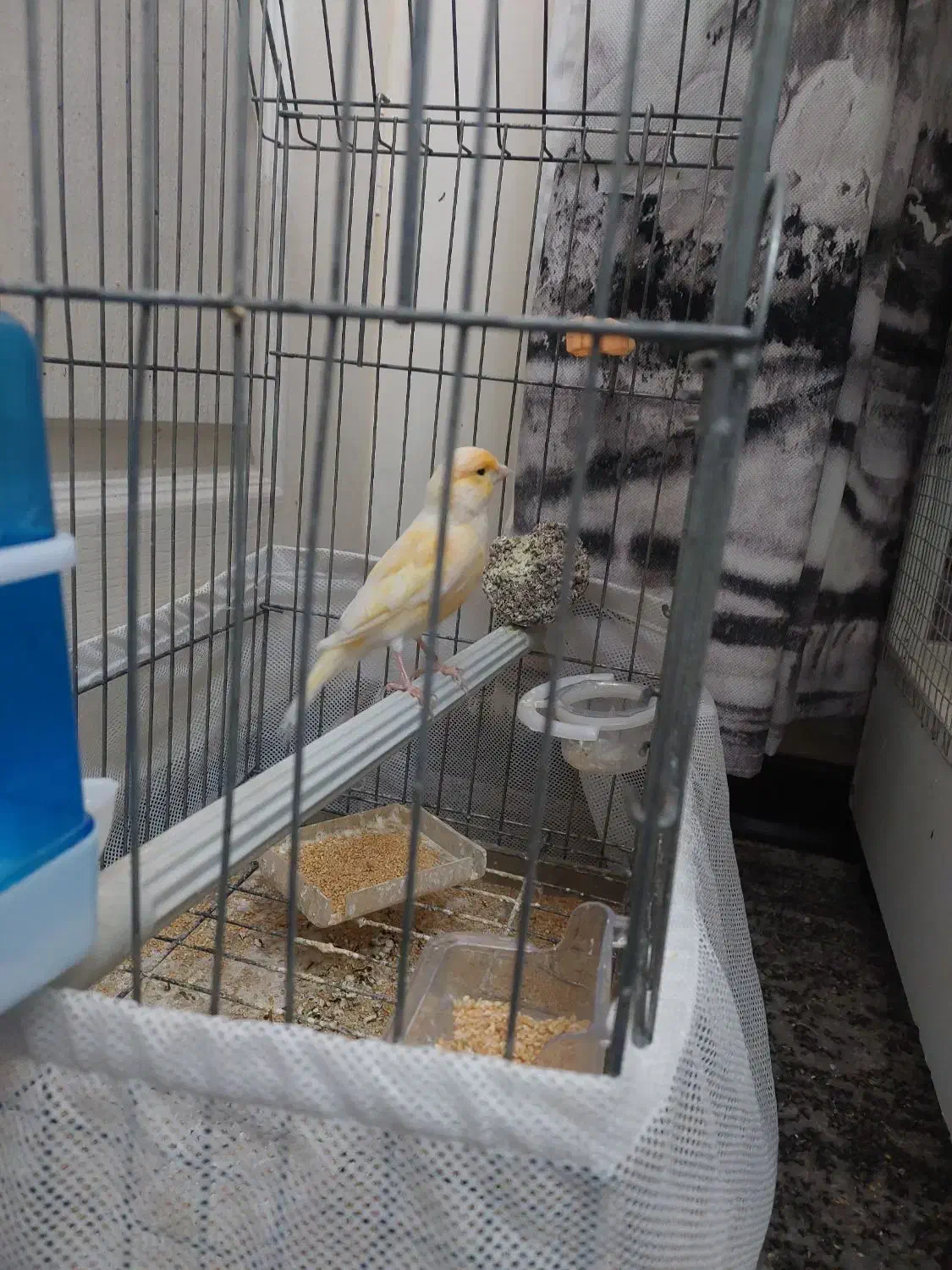 یک عدد قناری موزاییکی|پرنده|تهران, شهرک ولیعصر شمالی|دیوار