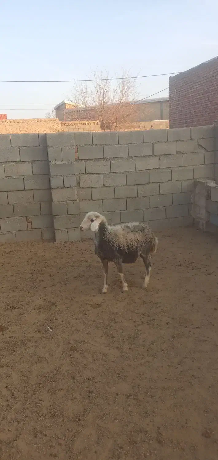 یک عدد بره ماده چال سفید|حیوانات مزرعه|باروق, |دیوار