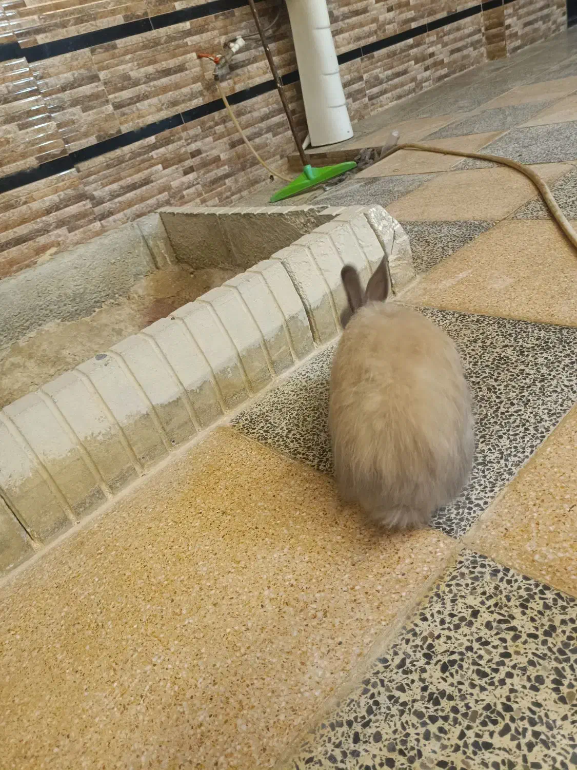 3 عدد خرگوش نر بالغ جوان|موش و خرگوش|قشم, |دیوار