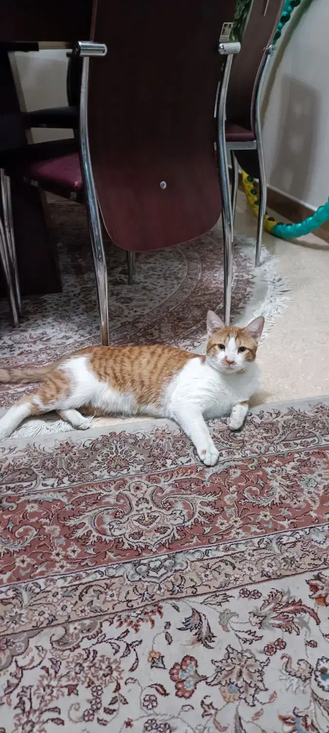 واگذاری گربه شناسنامه داره واکسن خورده رایگان رایگ|گربه|تهران, گلستان (شهرک راه آهن)|دیوار