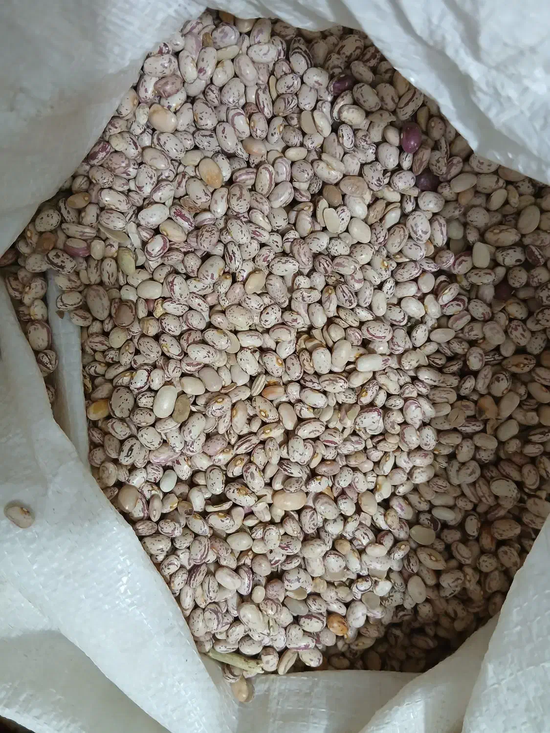 لوبیا چیتی|خوردنی و آشامیدنی|ازنا, |دیوار