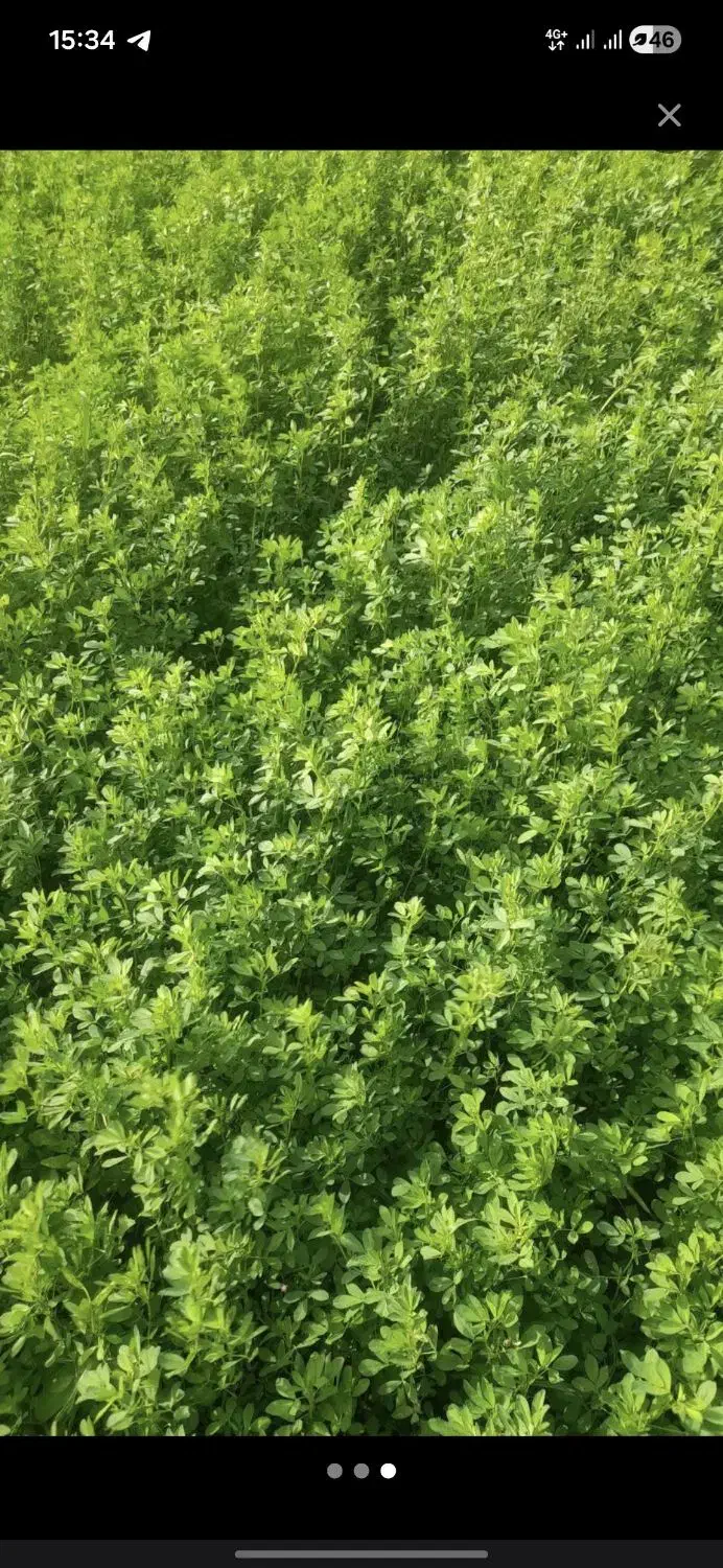 یونجه گوسفندی|عمدهفروشی|اسلامآباد غرب, |دیوار