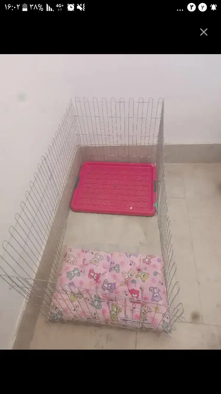 پامرانین گمشده|حیوانات|مشهد, حضرت حجت|دیوار