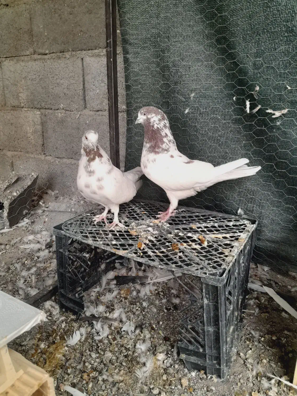 کفتر|پرنده|قم, علی آباد سعدگان|دیوار