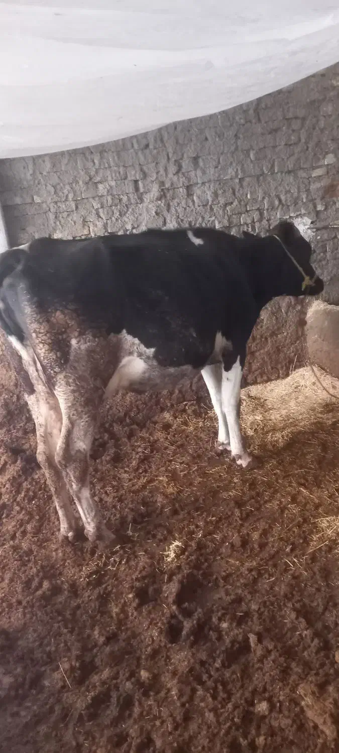 خرید فروش|حیوانات مزرعه|فریدونشهر, |دیوار