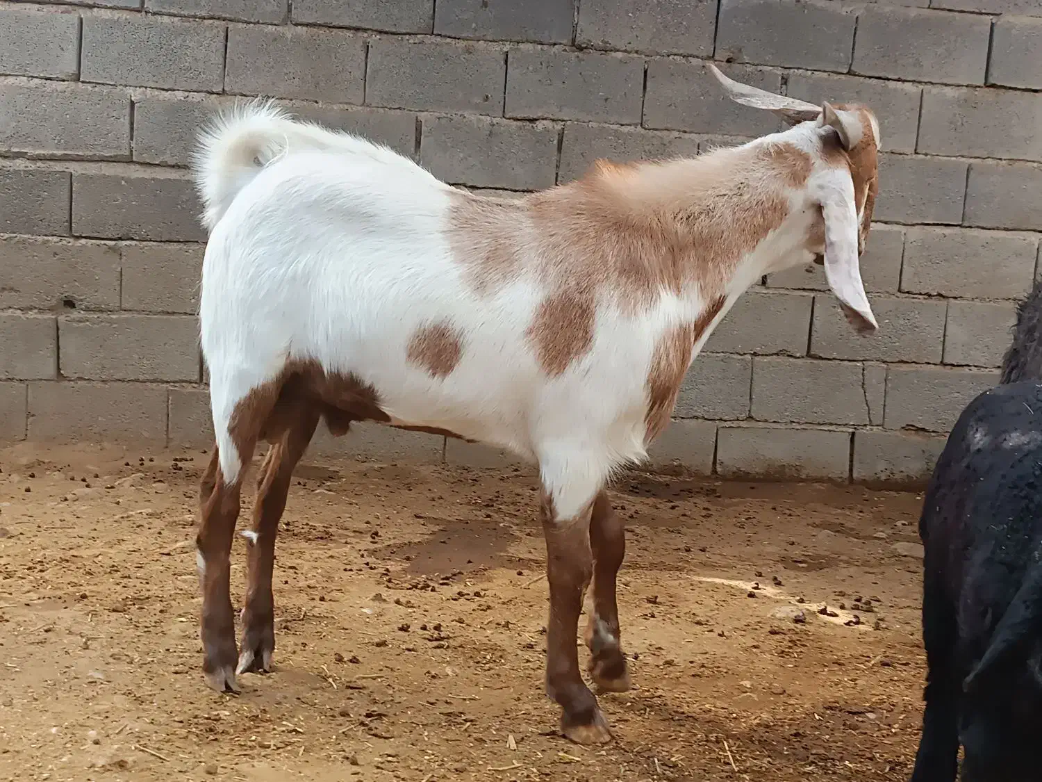 کهره نر پاکستانی|حیوانات مزرعه|داراب, |دیوار