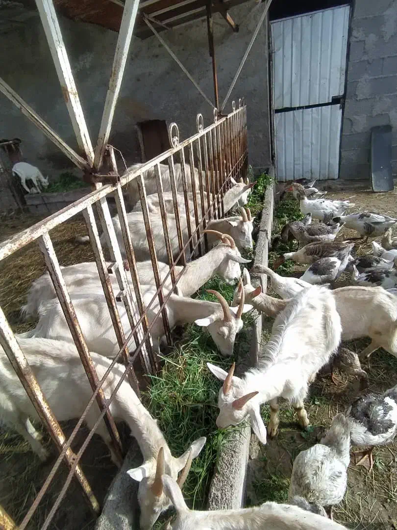 بزسانن|حیوانات مزرعه|تولم شهر, |دیوار