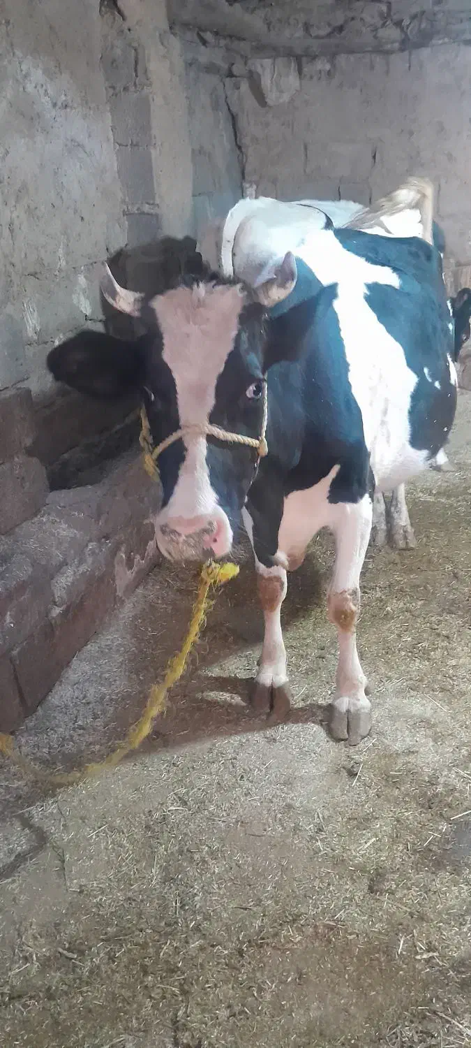 گاو ابستن و نوبر|حیوانات مزرعه|بلبان آباد, |دیوار