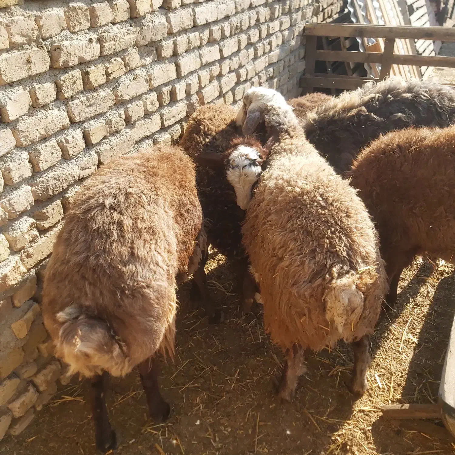 ۶راس بره نر پرواری|حیوانات مزرعه|تنکمان, |دیوار