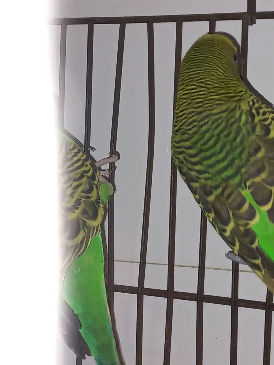 ۲عدد مرغ عشق|پرنده|پردیس, فاز ۸|دیوار