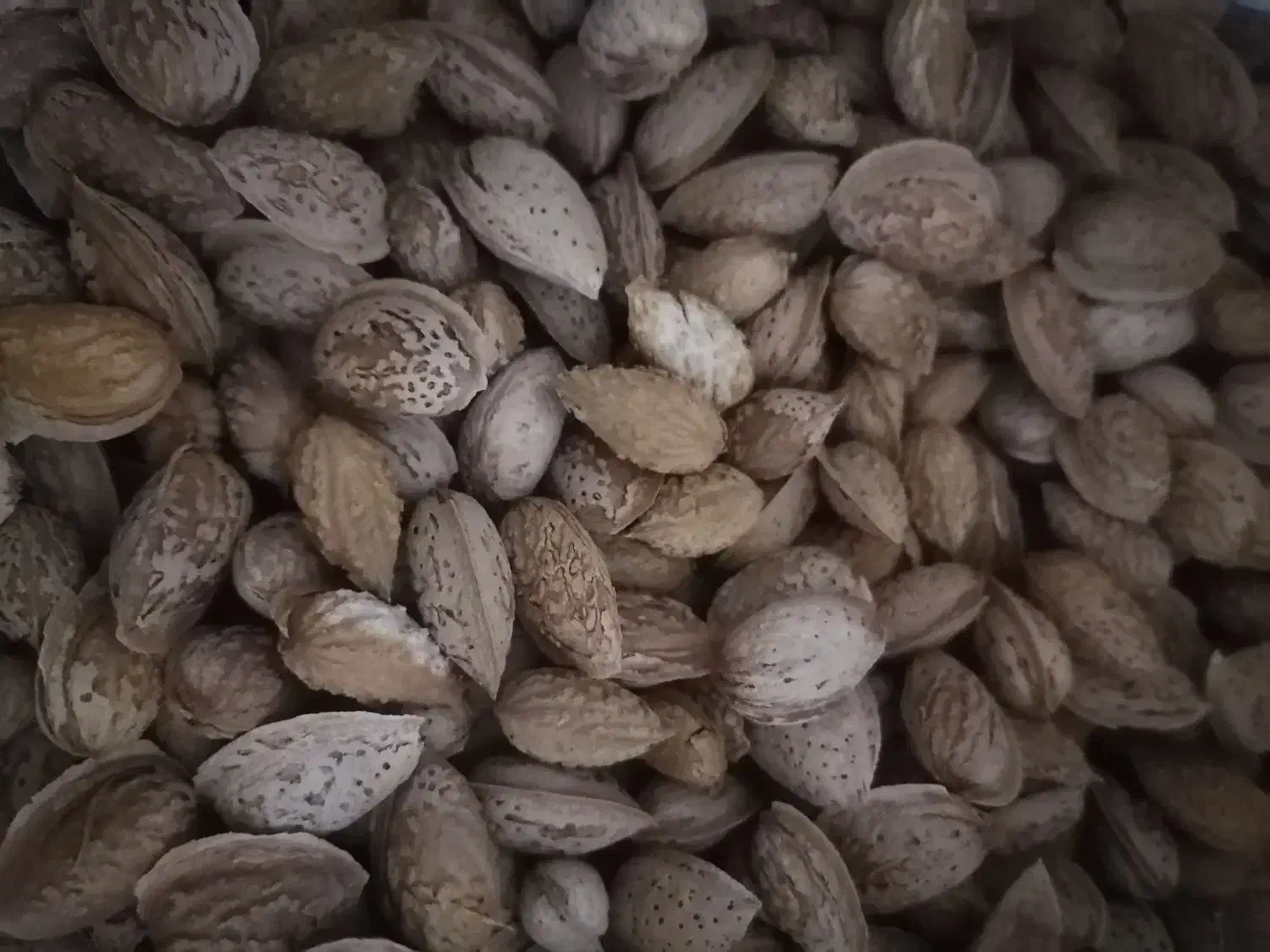 بادام کاغذی و نیمه کاغذی|خوردنی و آشامیدنی|زرند, |دیوار