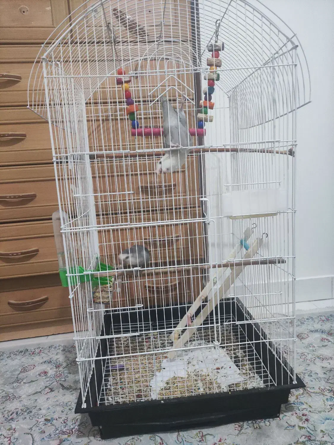 طوطی برزیلی|پرنده|نظرآباد, شهرک آزادگان|دیوار