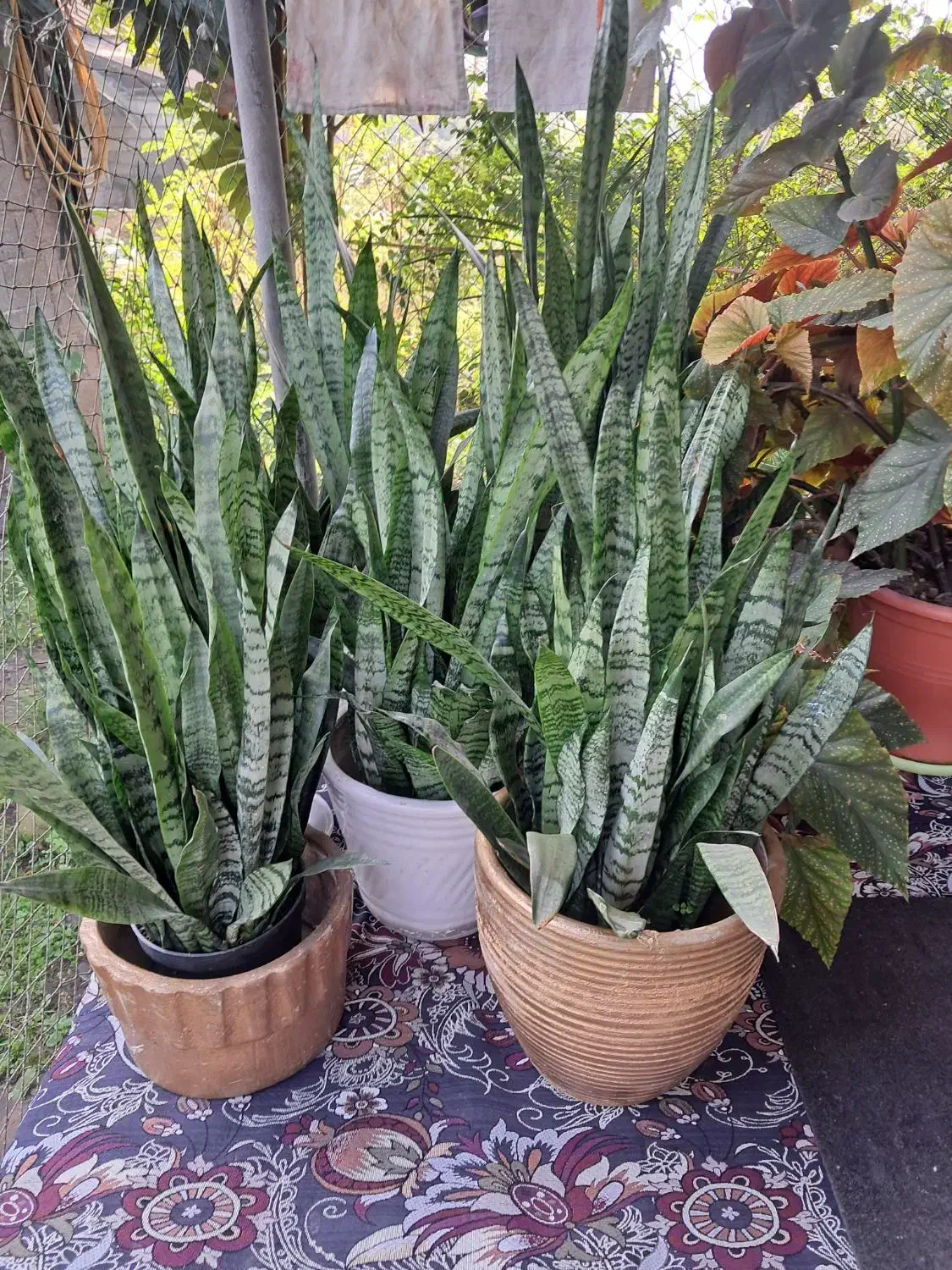 گل سانسوریا|گل و گیاه طبیعی|لاهیجان, لیالستان|دیوار