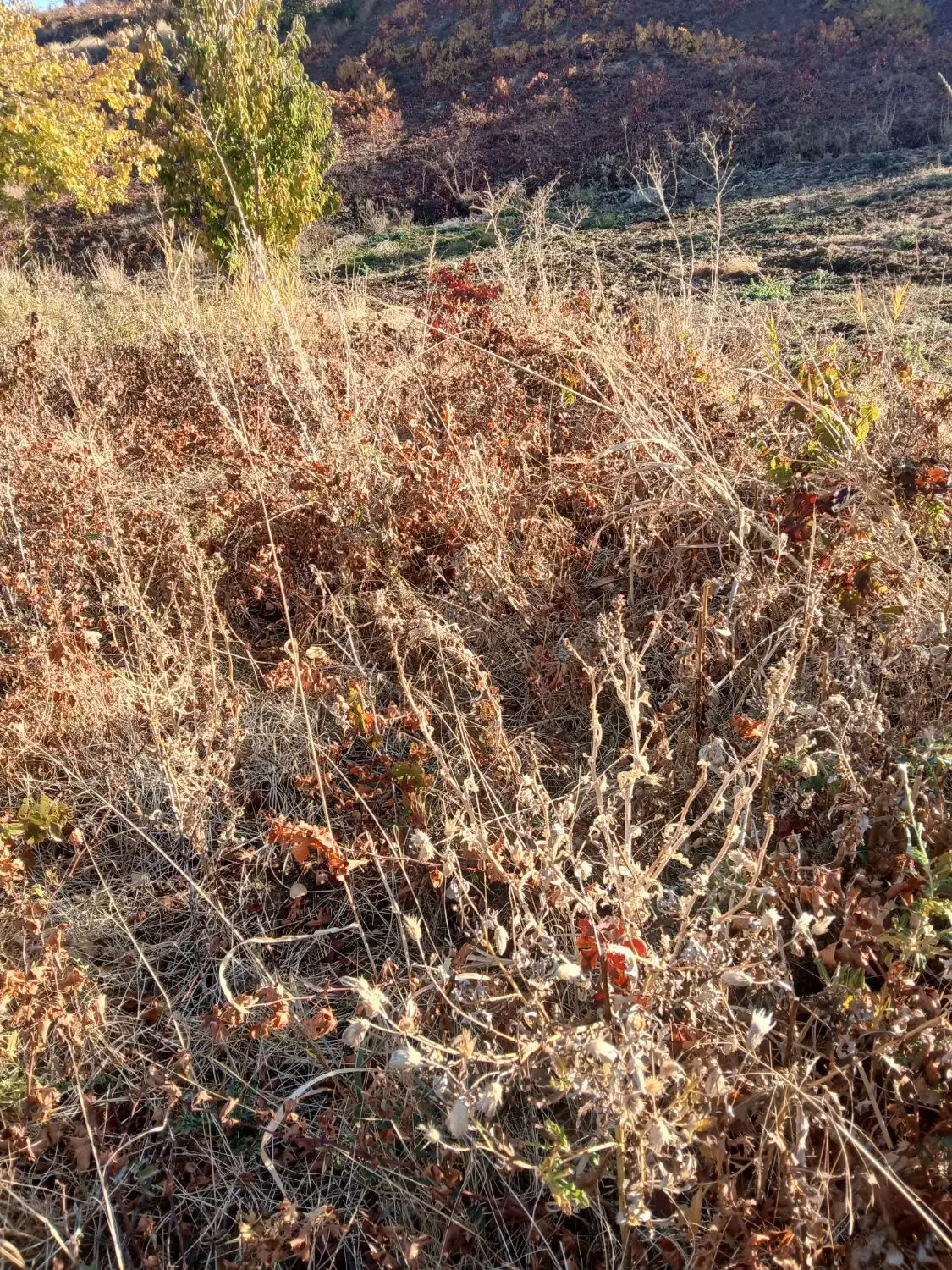 فروش ریشه انگور  سیاه سردشت|گل و گیاه طبیعی|وزینه, |دیوار