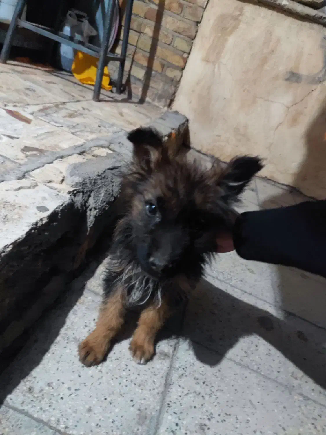 ژرمن شپرد شولاین|سگ|قزوین, |دیوار