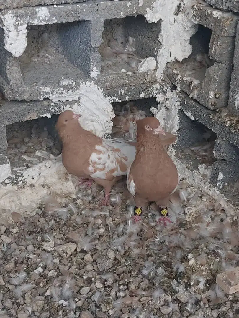 کبوتر سینه ای|پرنده|شیراز, پودنک|دیوار