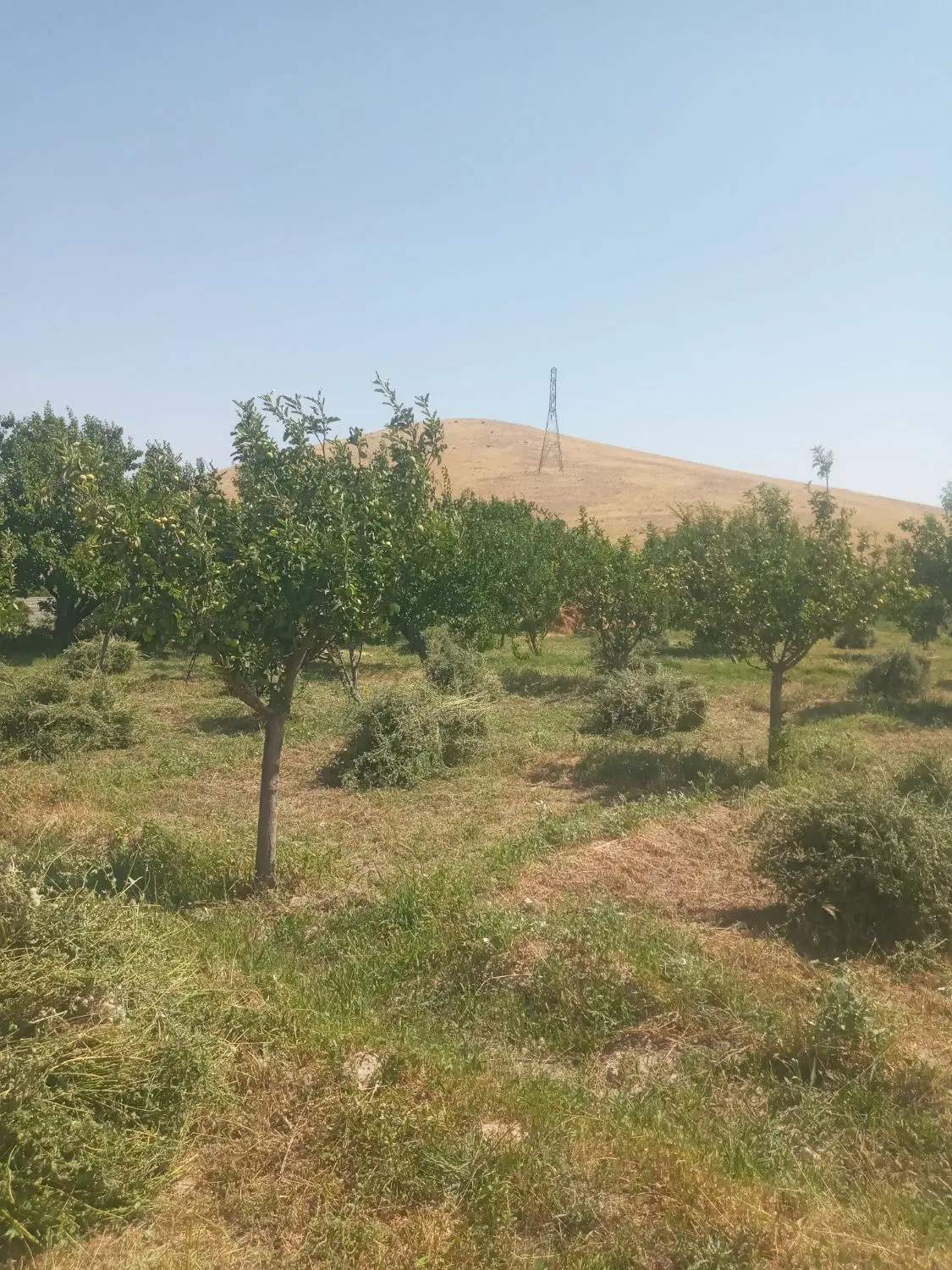 یونجه در اطراف تبریز نزدیک ائل گلی|خوردنی و آشامیدنی|تبریز, |دیوار