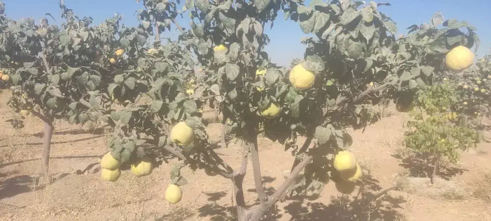 میوه بِه خوش طعم (سیبی)|خوردنی و آشامیدنی|شیراز, ریاستی|دیوار