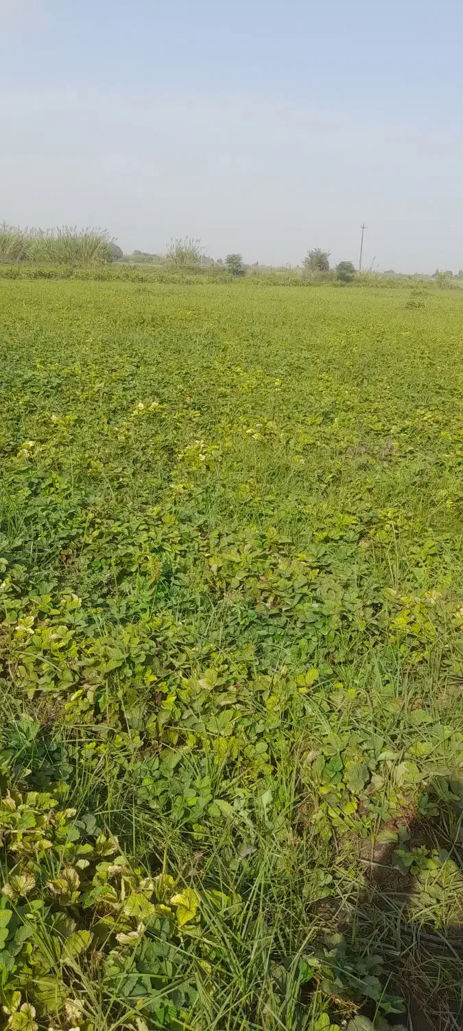 نهال توت فرنگی سابرینا|گل و گیاه طبیعی|خان ببین, |دیوار