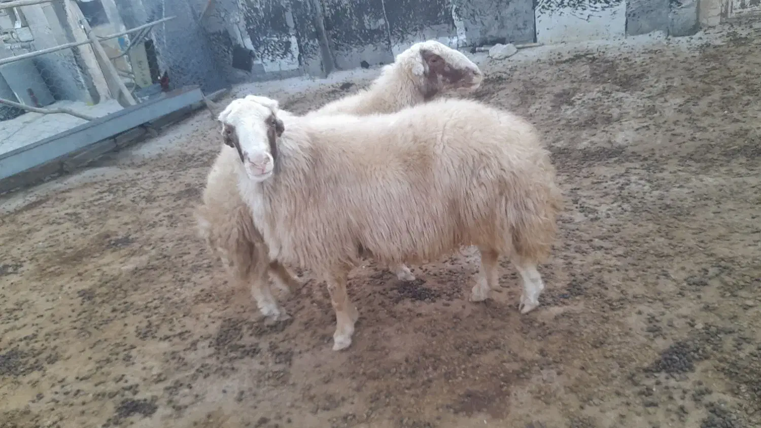 ورن کری سنجابی ب شرط|حیوانات مزرعه|گهواره, |دیوار