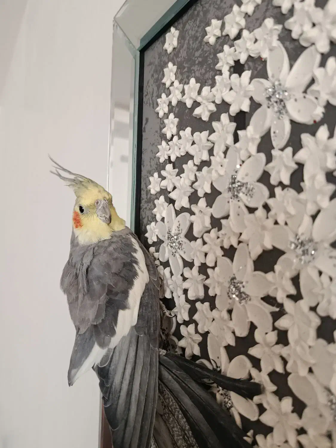 عروس هلندی|پرنده|تربت جام, عیدی آباد|دیوار