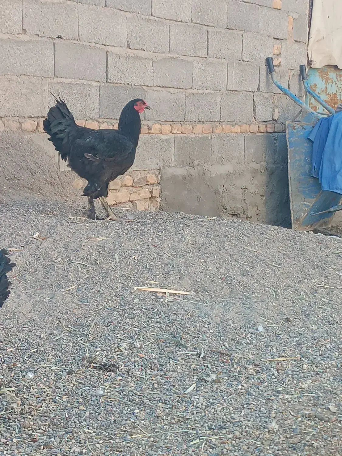 خروس برهما بلک و لایت غول پیکر|حیوانات مزرعه|میانه, |دیوار