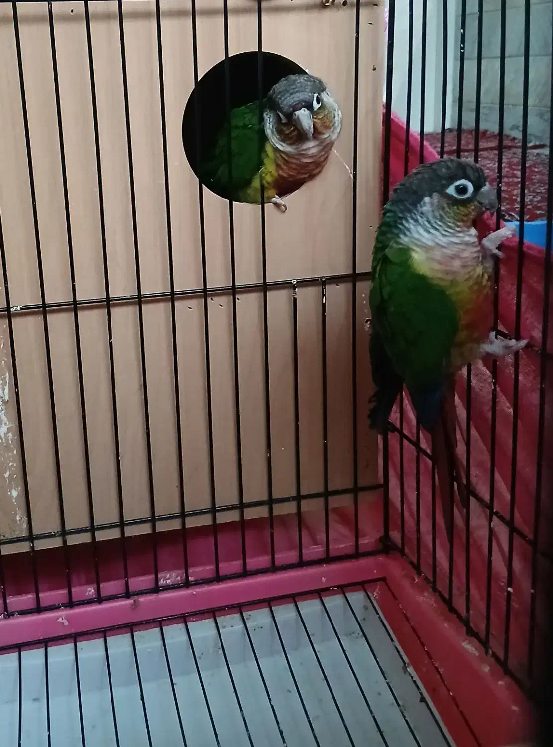 پرنده طوطی گرینچیک|پرنده|تهران, صادقیه|دیوار