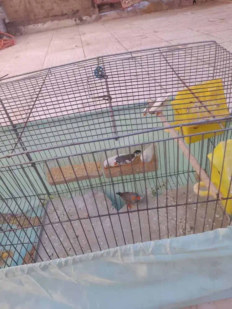 فنچ تخم گذار|پرنده|الیگودرز, |دیوار