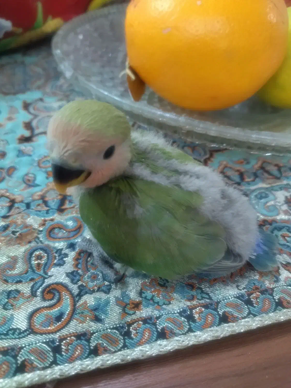 طوطی برزیلی سرلاکی|پرنده|جم, |دیوار