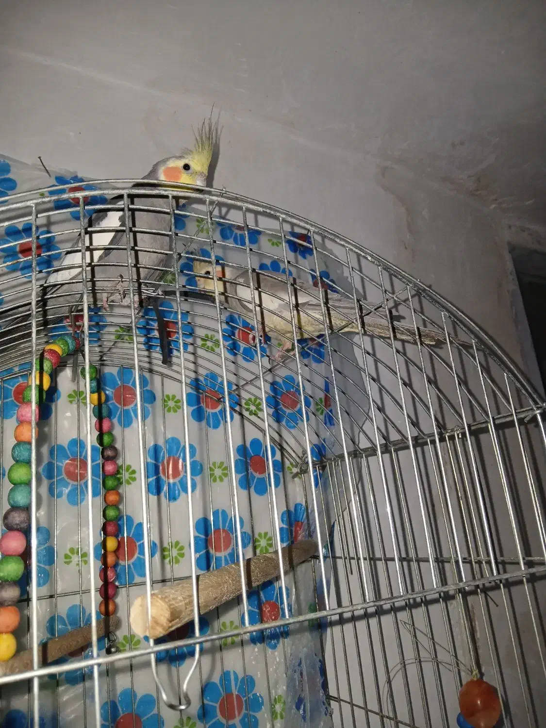 دو جفت عروس هلندی|پرنده|لردگان, |دیوار