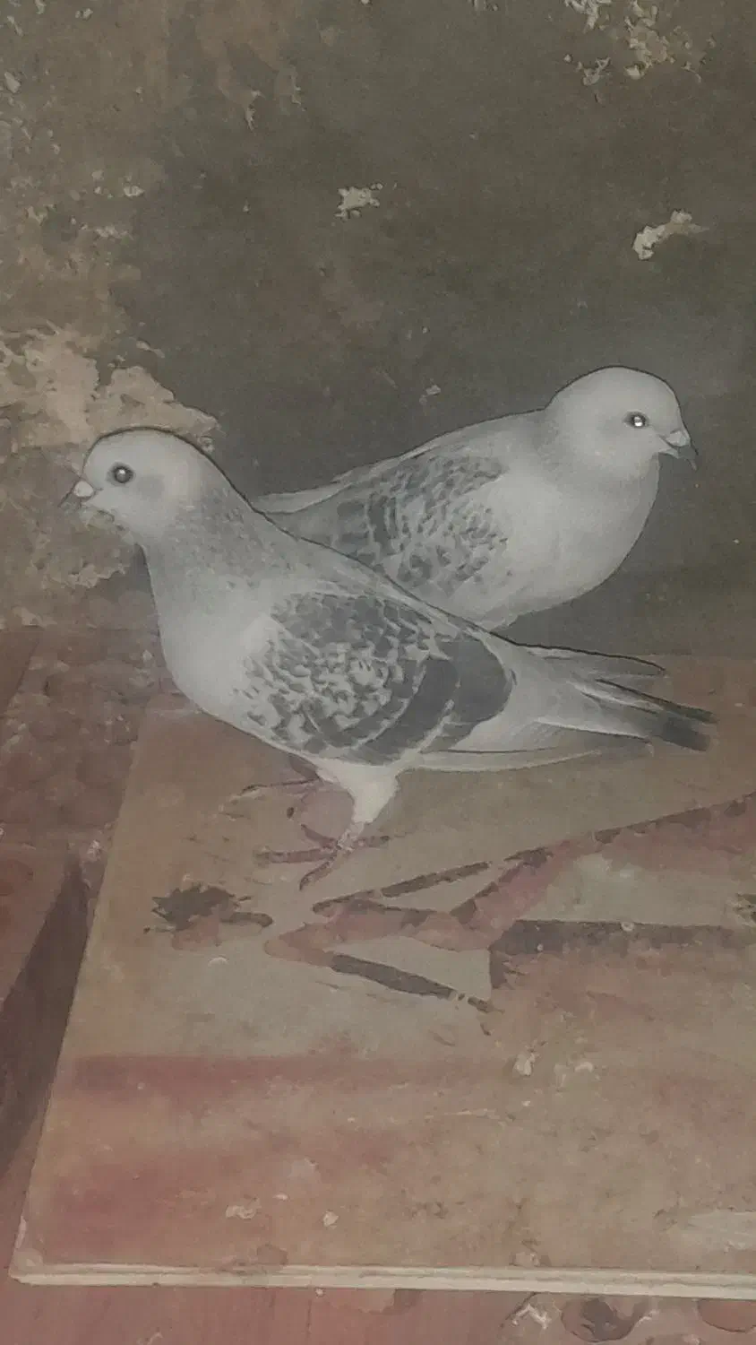 فروش جفت کلاغ بدرنگ|پرنده|کرمان, |دیوار