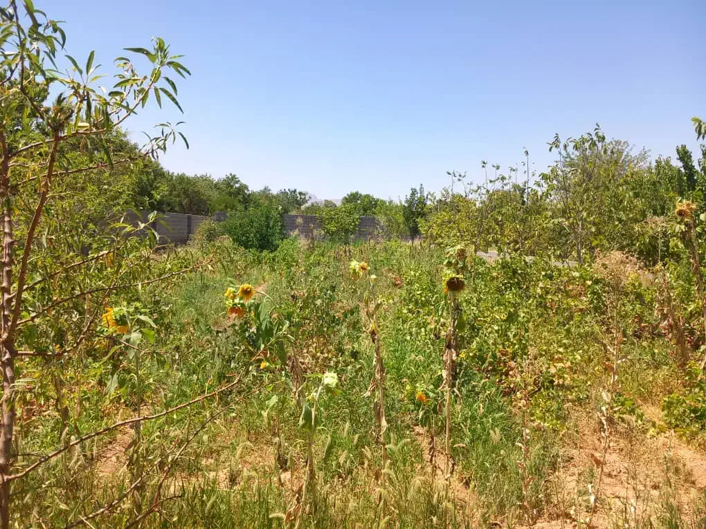 باغ میوه|فروش زمین و ملک کلنگی|آباده, |دیوار