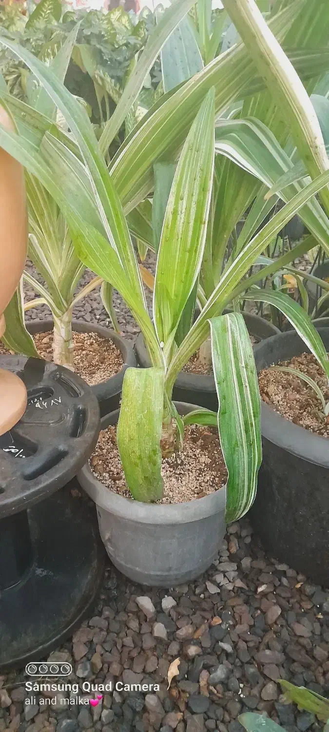 سوسن عنکبوتی ابلق|گل و گیاه طبیعی|محلات, |دیوار