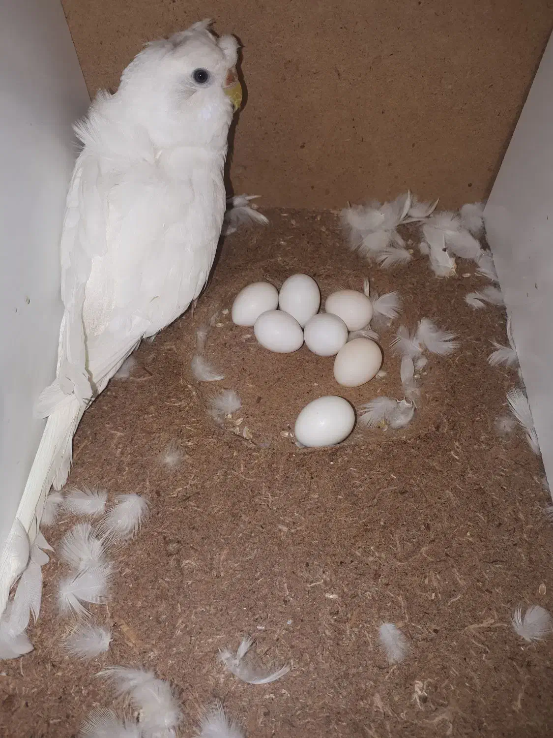 مرغ عشق پروانه ای|پرنده|میانه, |دیوار