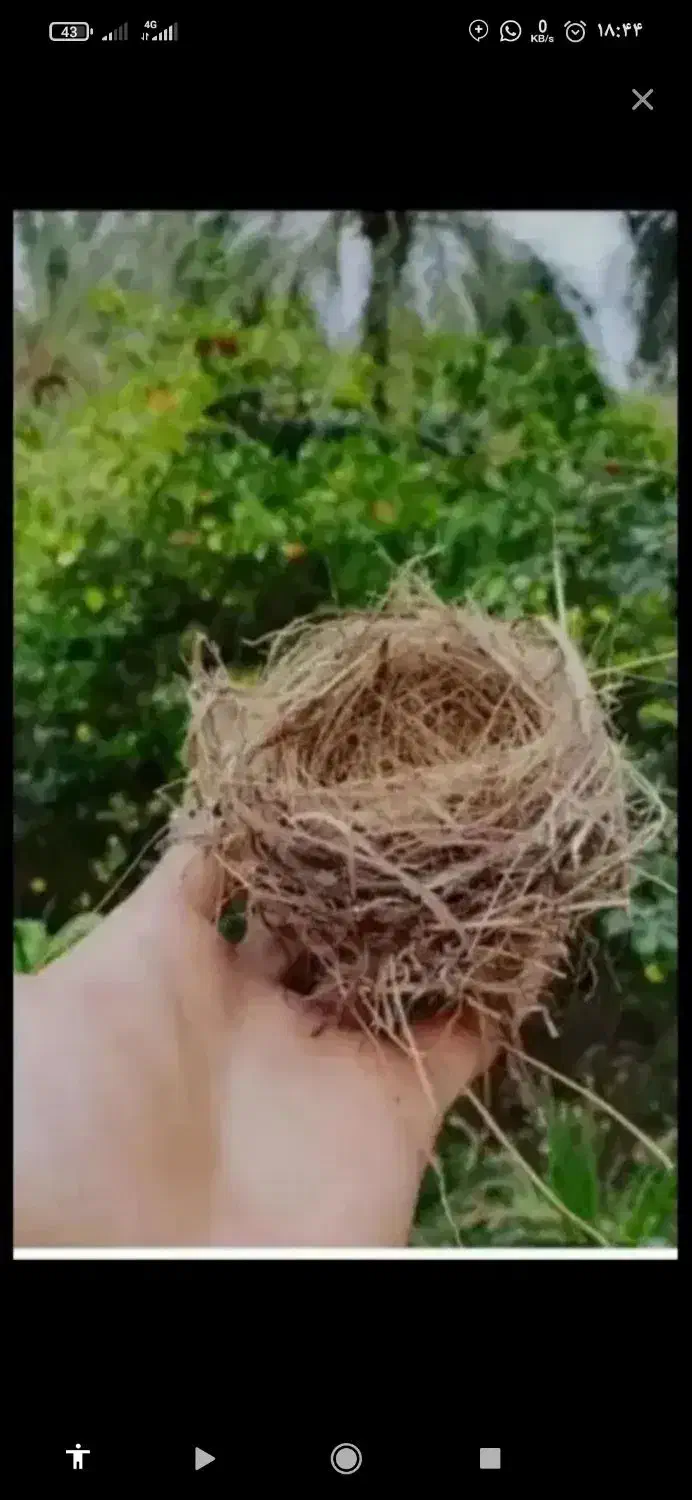 قناری|پرنده|شوشتر, |دیوار