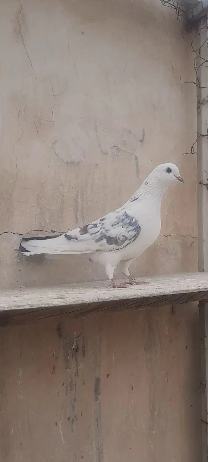 کفتر گرفتنی|پرنده|ری, دولت‌آباد|دیوار