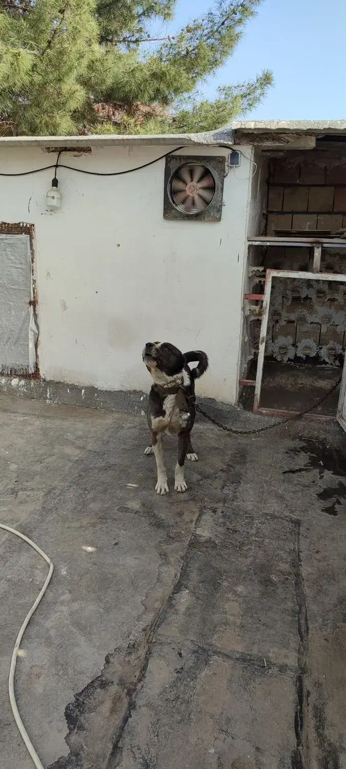 واگذاری سگ نگهبان|سگ|مشهد, حسابی جنوبی (شهرک غرب)|دیوار