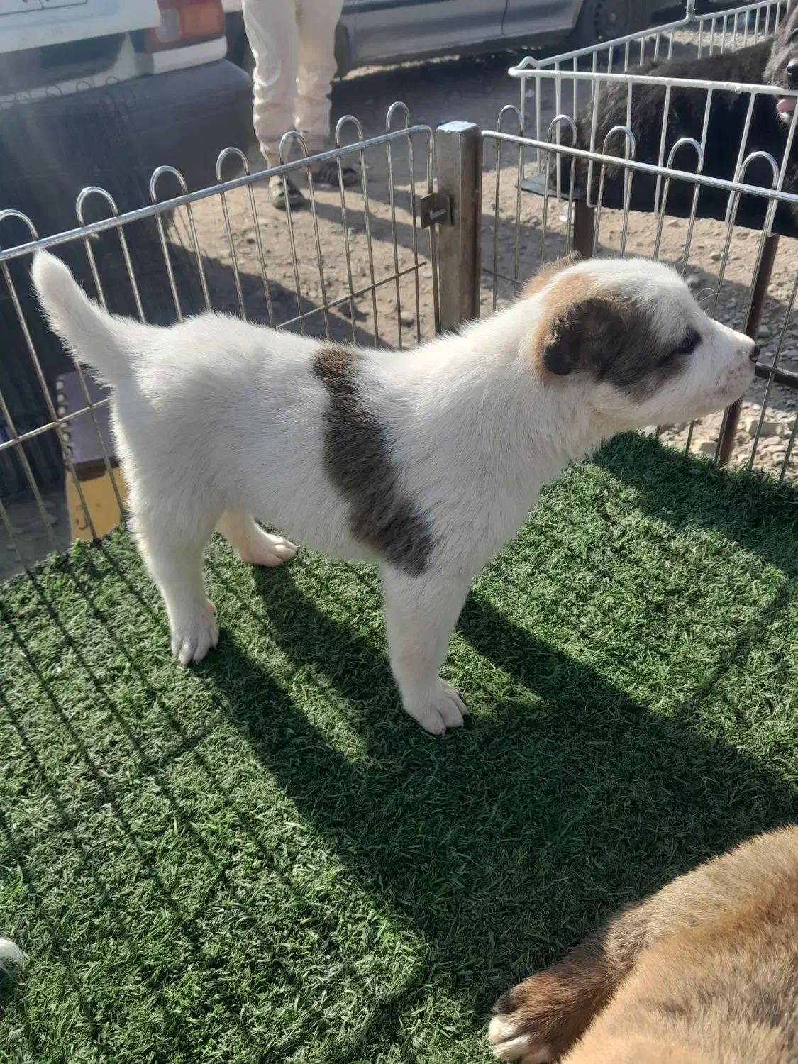 سگ‌ نگهبان نر ۲ تومن|سگ|تهران, خلیج فارس|دیوار