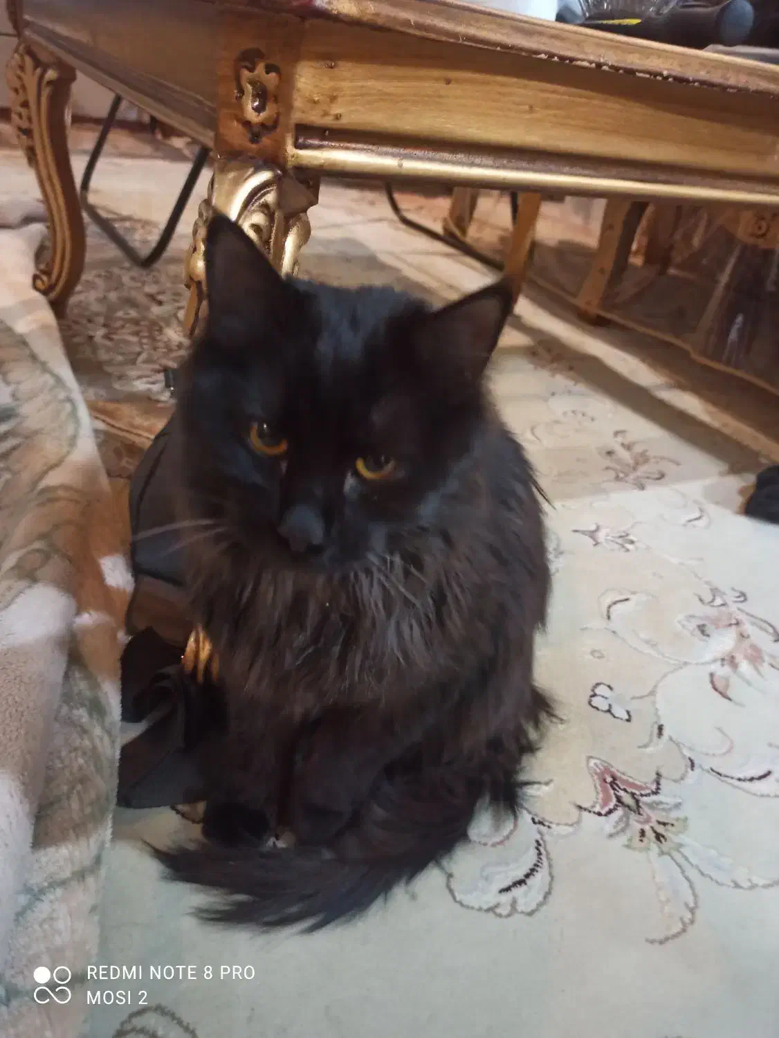 واگذاری گربه|گربه|اصفهان, مارچین|دیوار