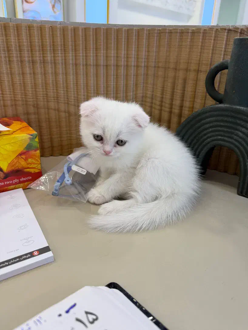 حیوانات خانگی گربه|گربه|گرگان, |دیوار