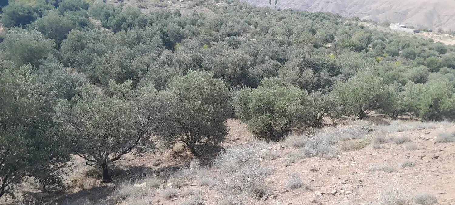 آدرس گیلان لوشان وستای برند زیر بیورزین|فروش زمین و ملک کلنگی|لوشان, |دیوار