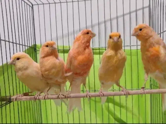 قناری|پرنده|قم, سراجه (۱۵ خرداد)|دیوار