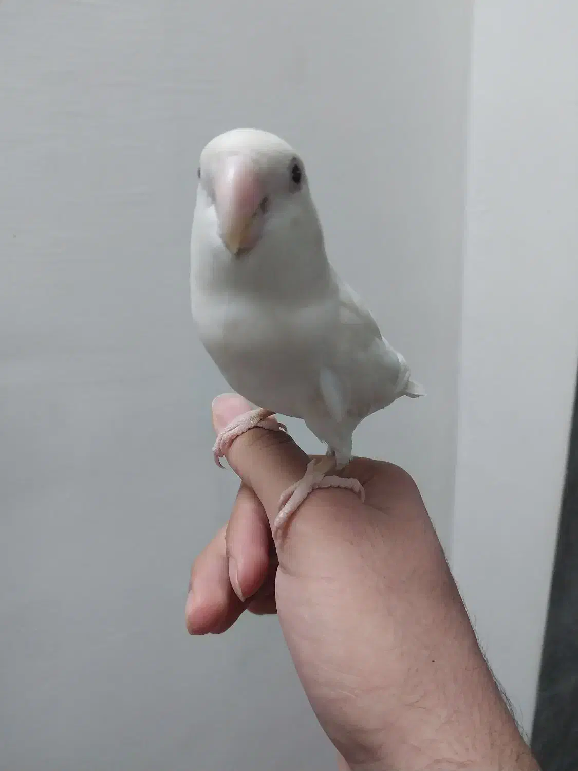 برزیلی دستی آلبینو نَر|پرنده|قزوین, |دیوار