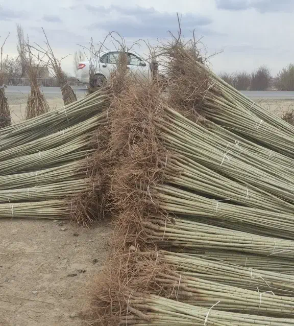 نهالستان بادام و صنوبر و گردو|خدمات باغبانی و درختکاری|تاکستان, |دیوار